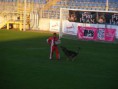 /album/fci-ipo-2012-vb-zalaegerszeg/fci2012zalaegerszeg-033-jpg/